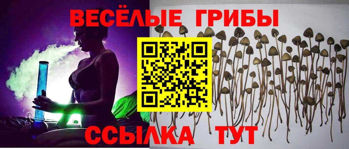 Псилоцибиновые грибы MAGIC MUSHROOMS  Вход с VPN  Брянск 